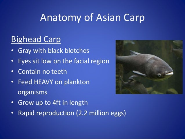 asian carp physical descripation Fuck girls photo